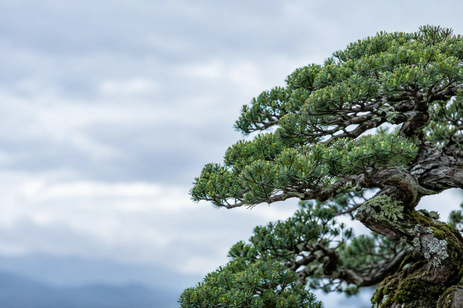 Copa de um bonsai nítida contra um fundo de montanhas desfocadas e ilegíveis.