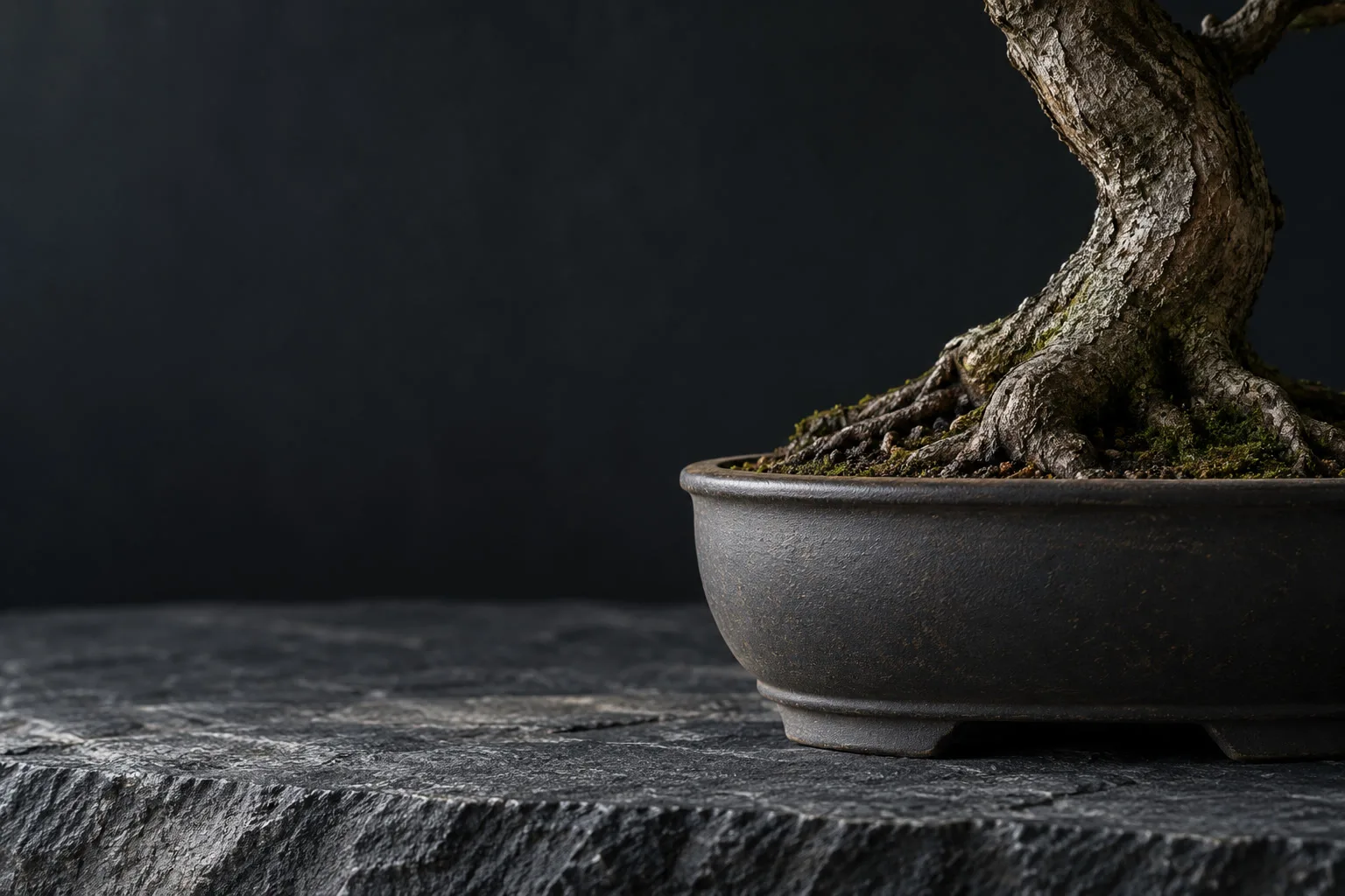 Vaso raso de cerâmica fosca na cor marsala, com a base do bonsai e o musgo na borda.